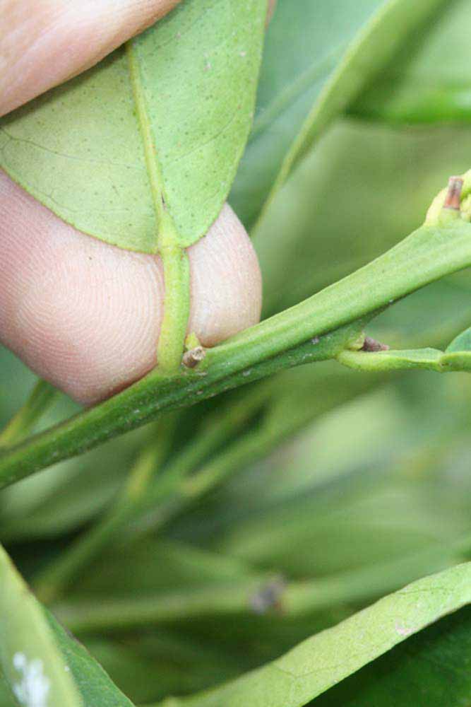              Petiole (Riverside, CA)       